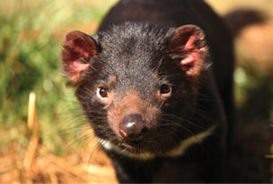 Saving the Tassie Devil from Extinction