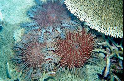  Australian Museum researchers to lead fight against Crown of Thorns Starfish