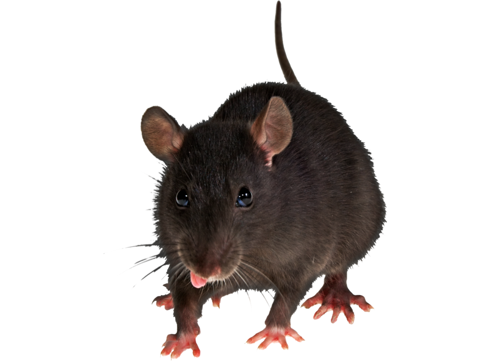Chief Scientist & Engineer to provide advice on human health risk assessment for Lord Howe Island rodent eradication program
